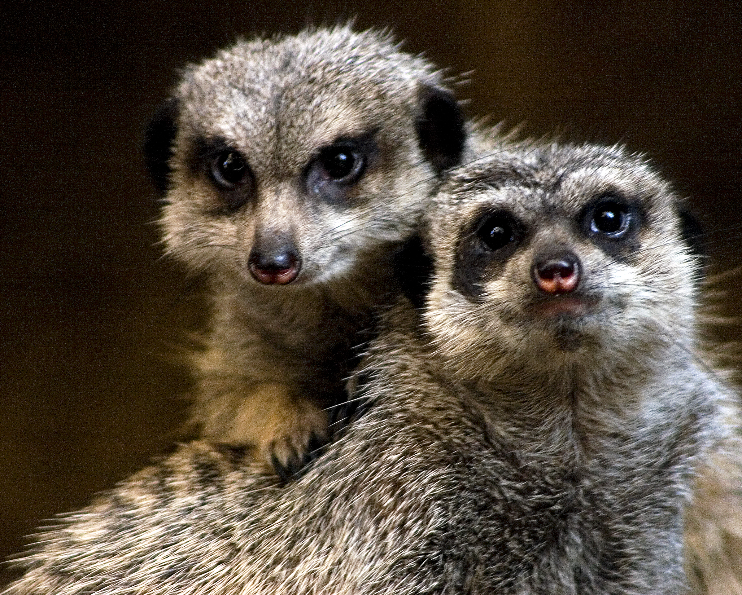 Members of the "Meerkats are NOT the Other White Meat" lobby turn on their Cute Factor for members of Congress today...