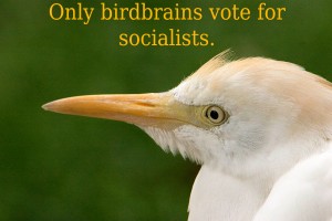 Only Birdbrains...